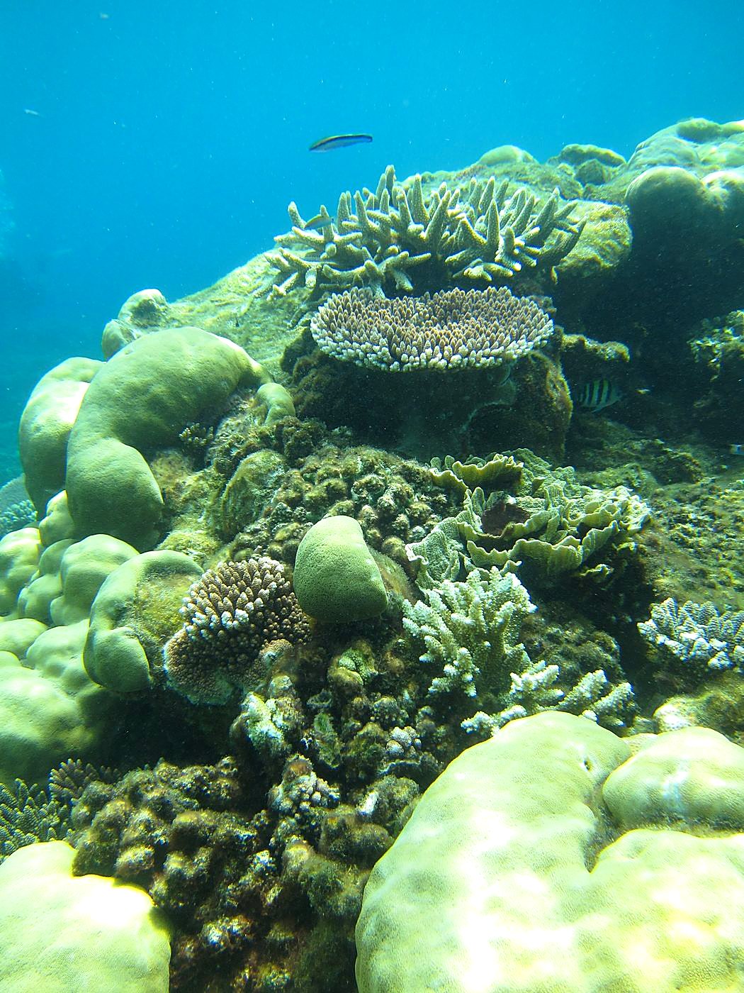 Reef Top, East Side 28