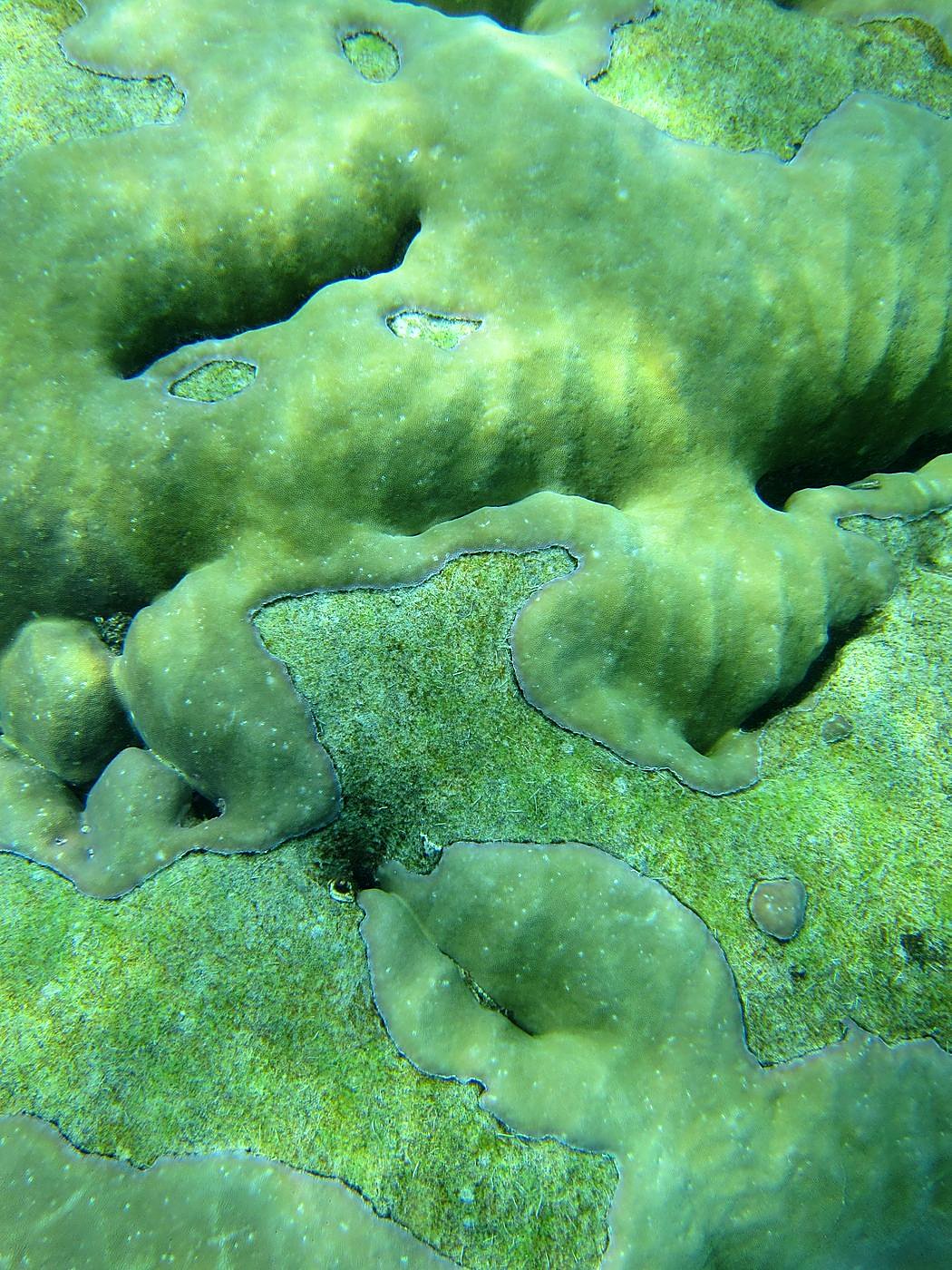 Reef Top, East Side 29