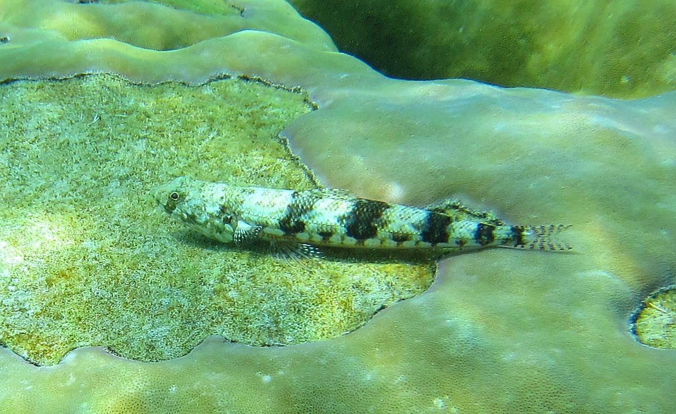 Reef Top, East Side 30