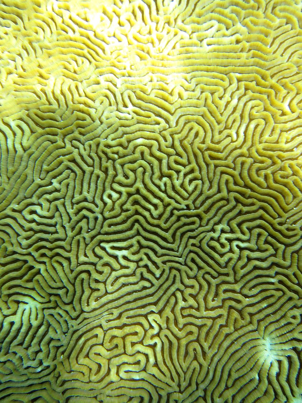 Reef Top, East Side 31