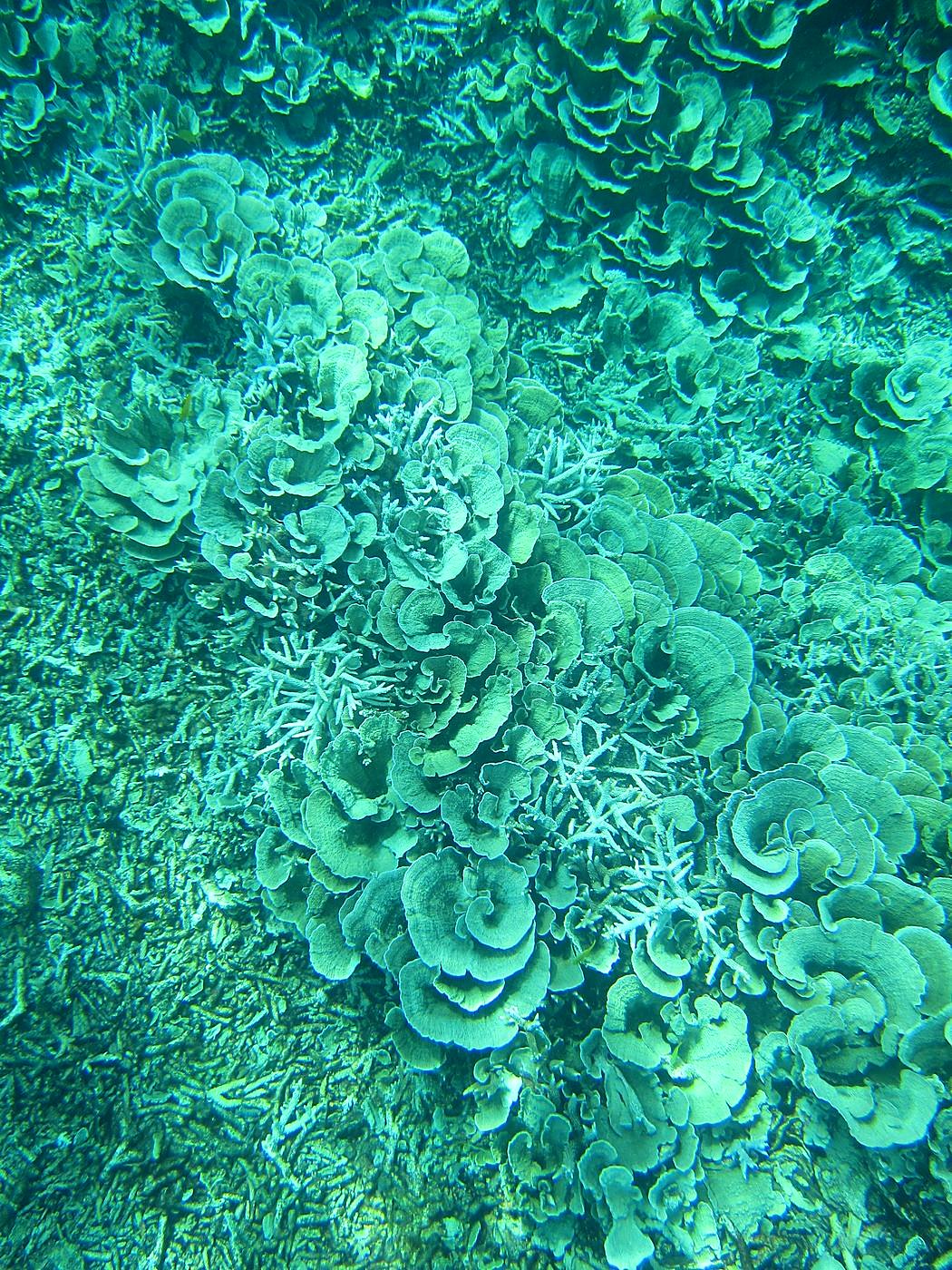 Reef Top, East Side 32