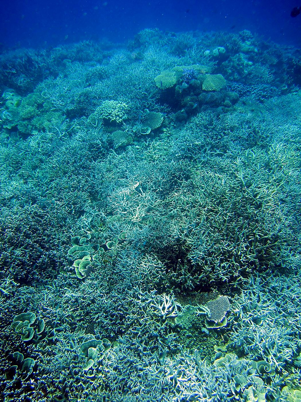 Reef Top, East Side 33