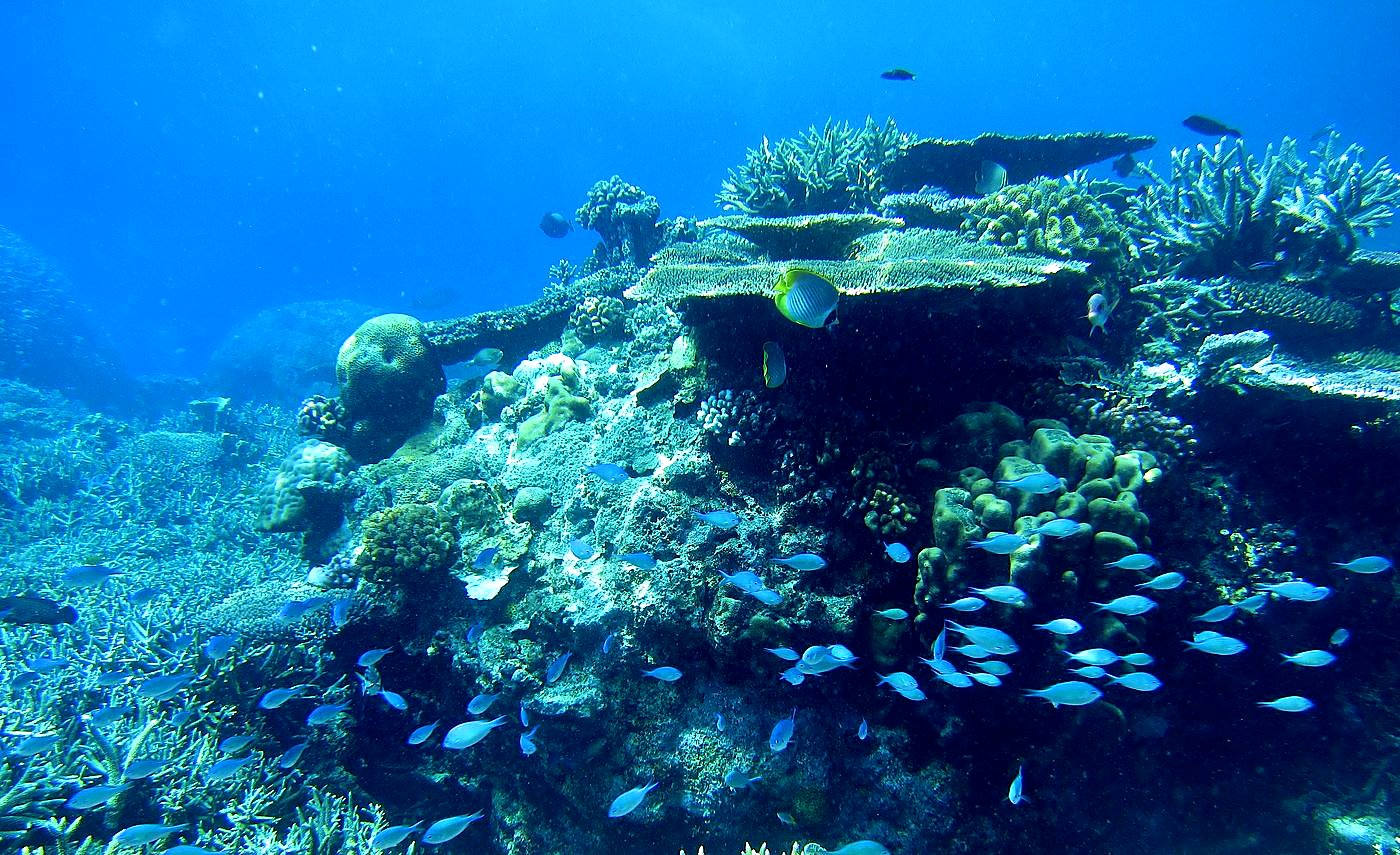 Reef Top, East Side 34