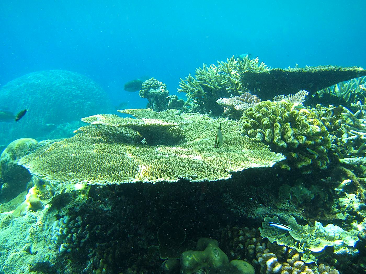 Reef Top, East Side 35
