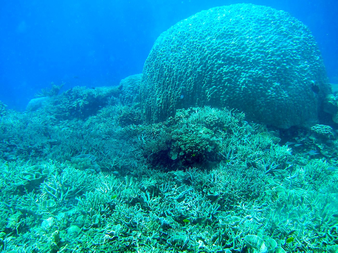 Reef Top, East Side 36