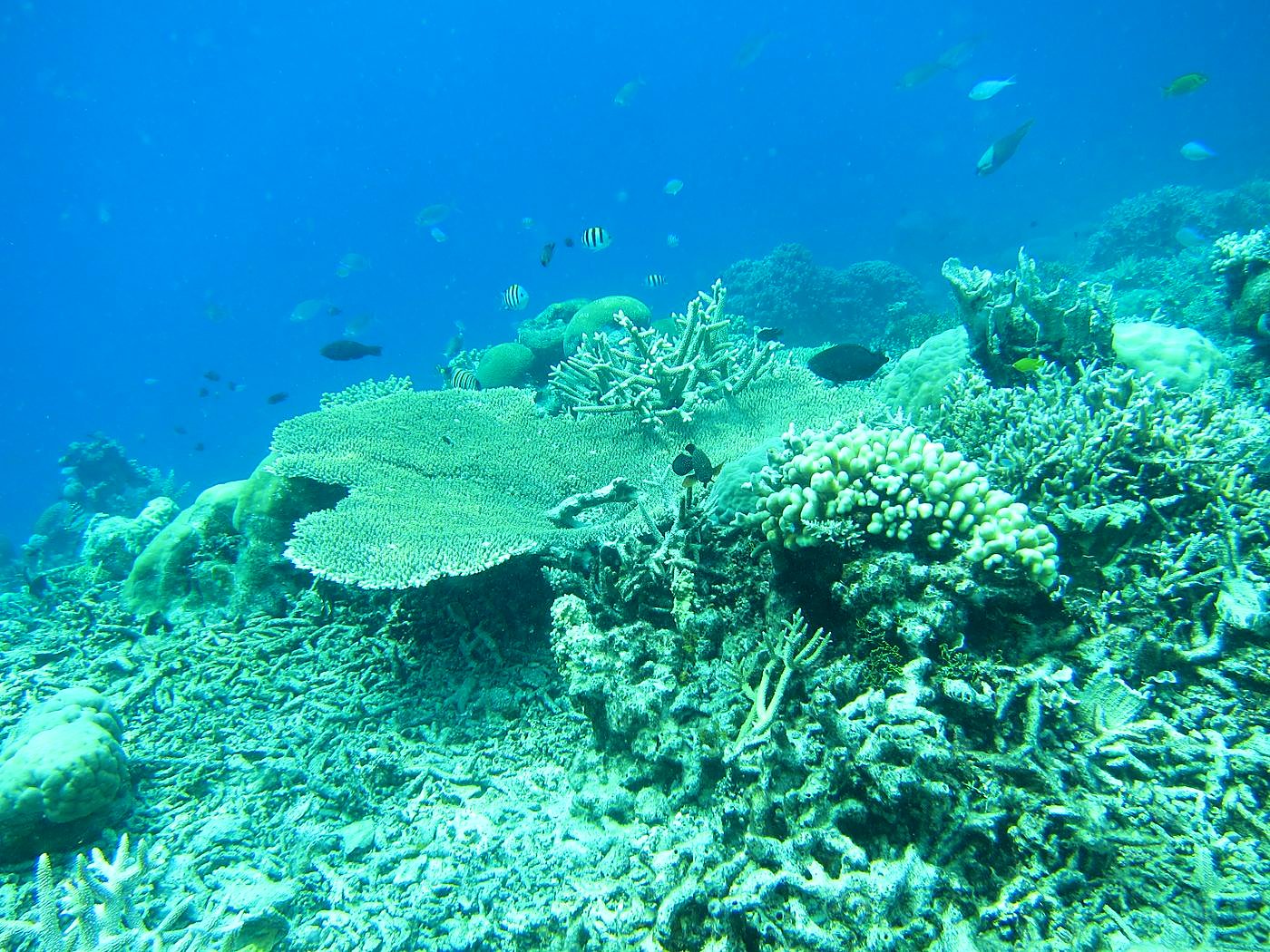 Reef Top, East Side 37