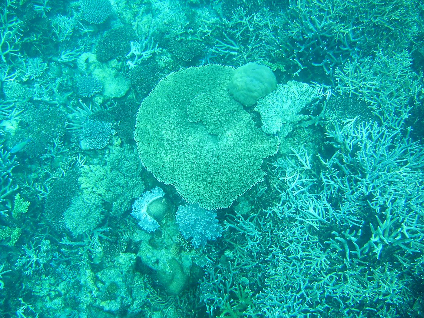 Reef Top, East Side 38