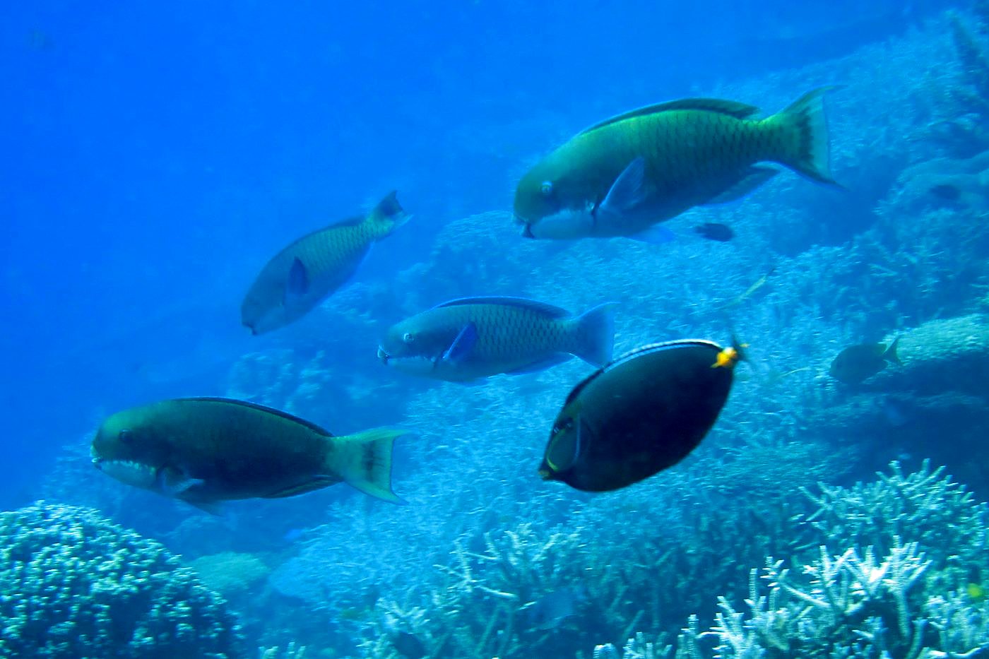 Reef Top, East Side 40