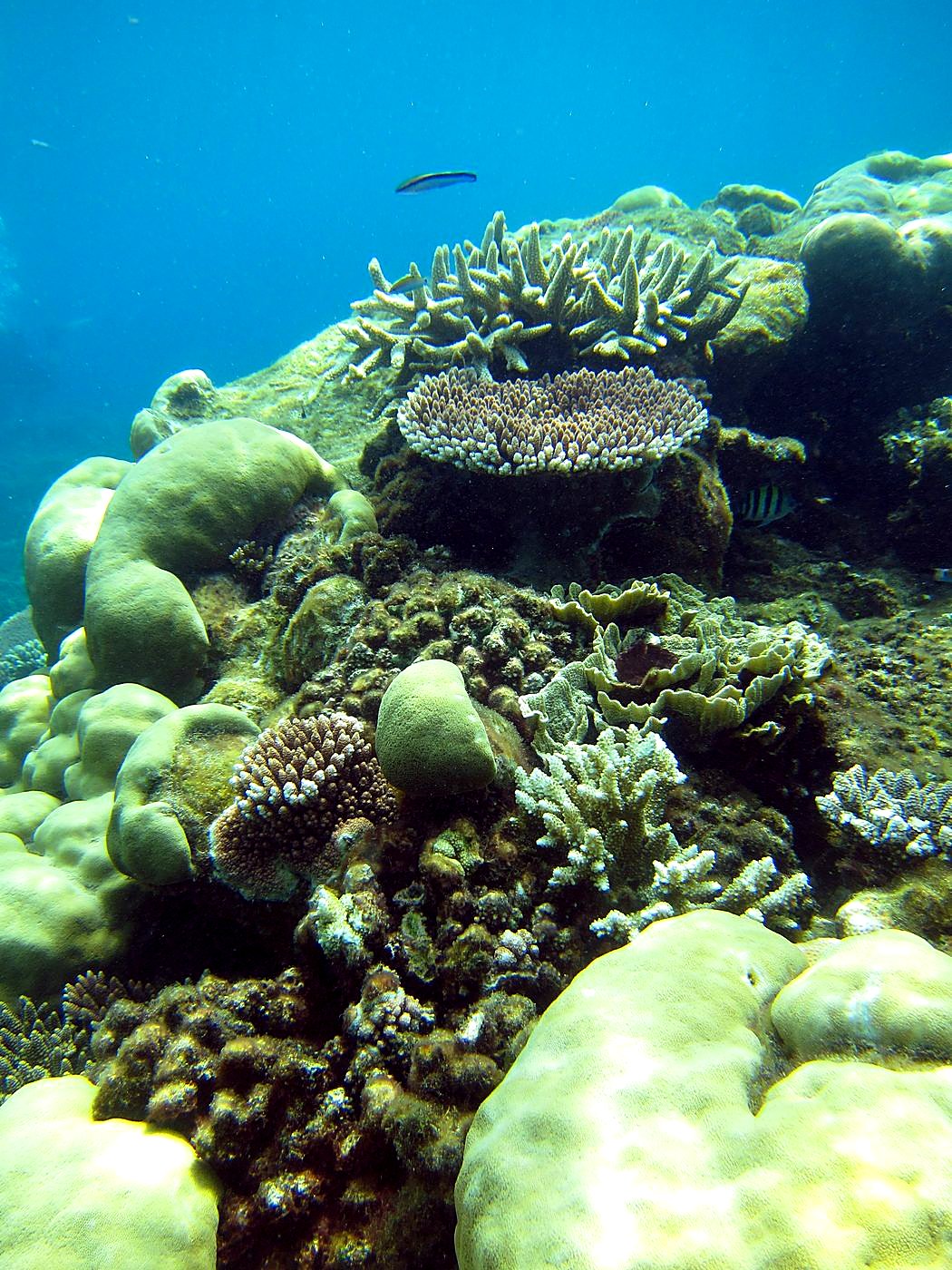 Reef Top, East Side 41