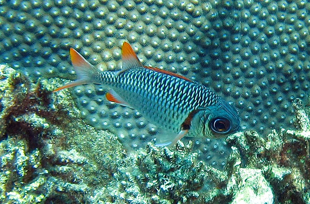 Reef Top, East Side 42
