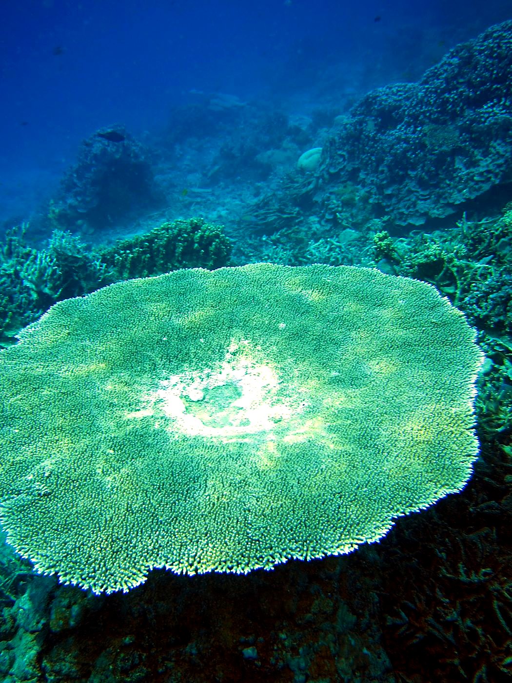 Reef Top, East Side 43