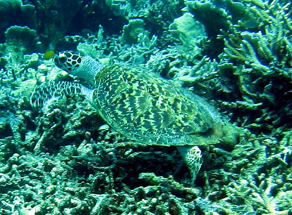 Reef Top, East Side 44