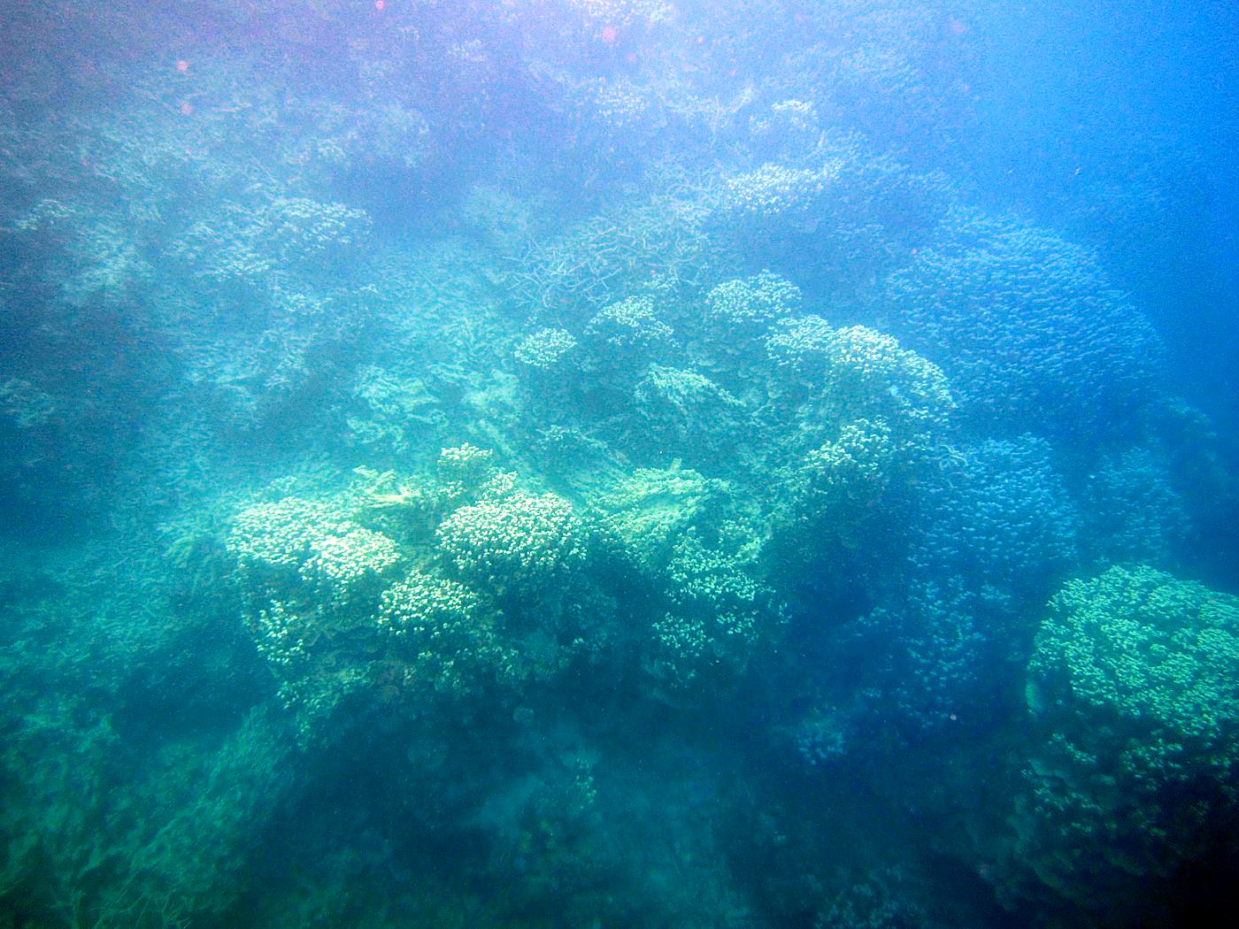 Reef Top, West Side 1