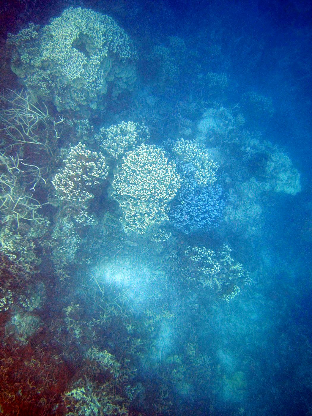Reef Top, West Side 2