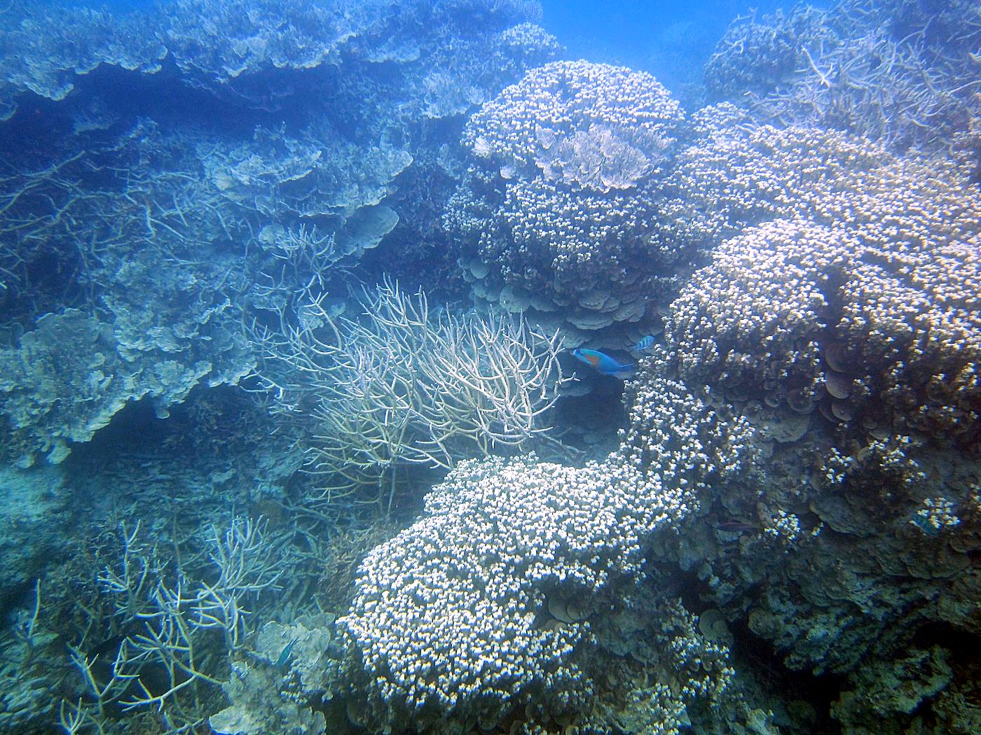 Reef Top, West Side 3