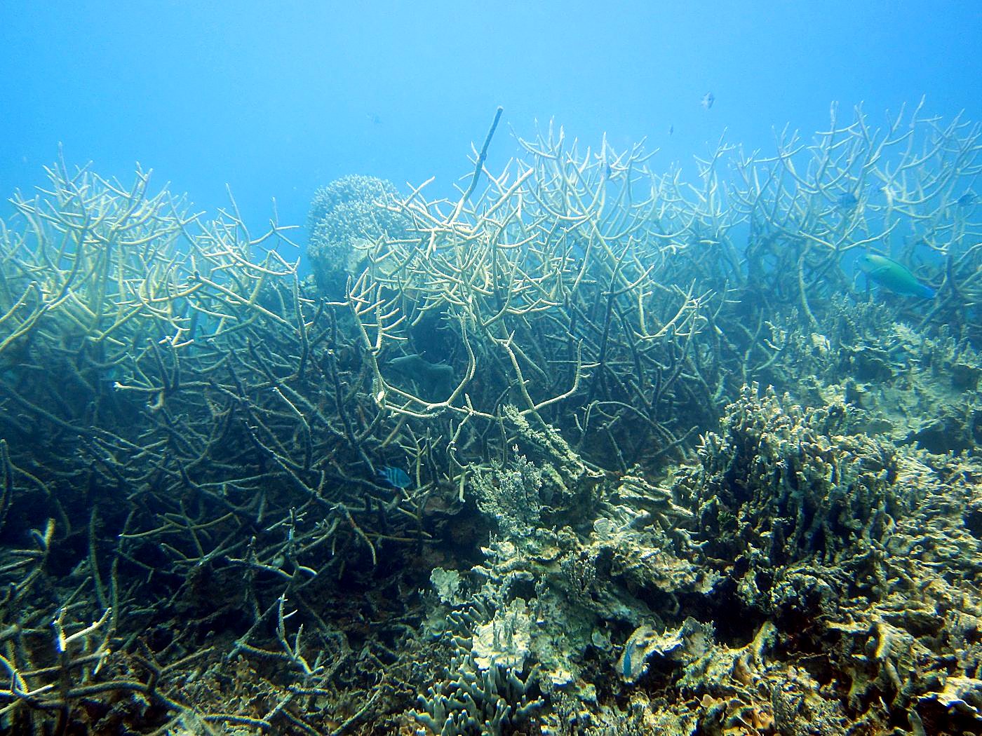 Reef Top, West Side 4