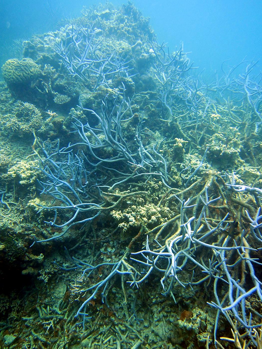 Reef Top, West Side 5