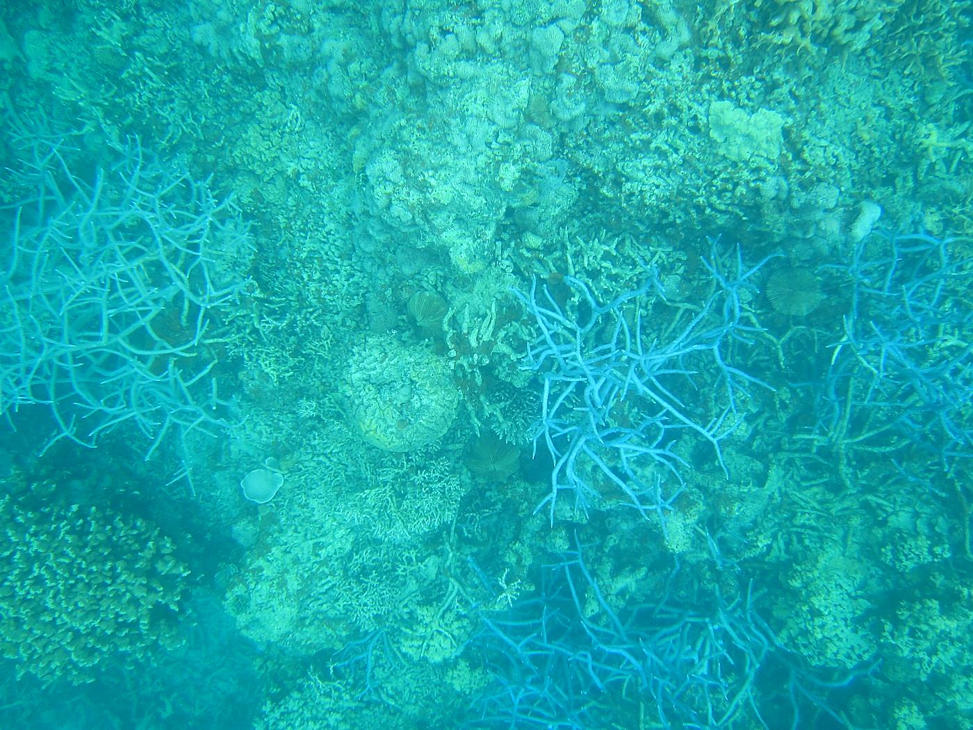 Reef Top, West Side 6