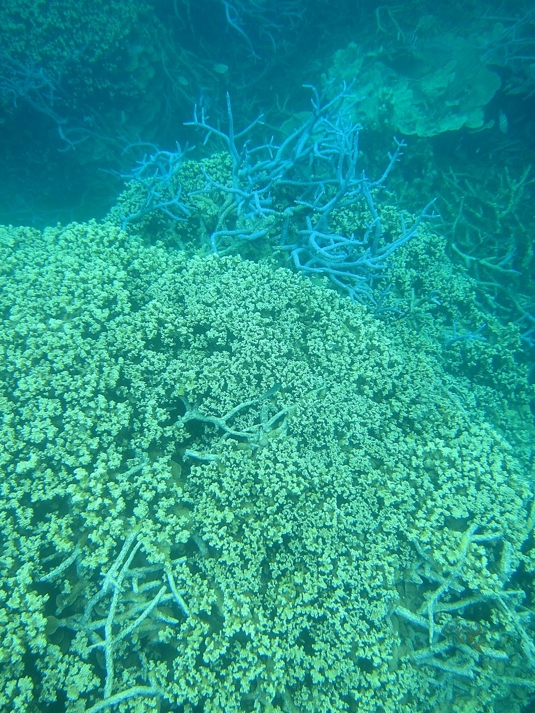 Reef Top, West Side 7