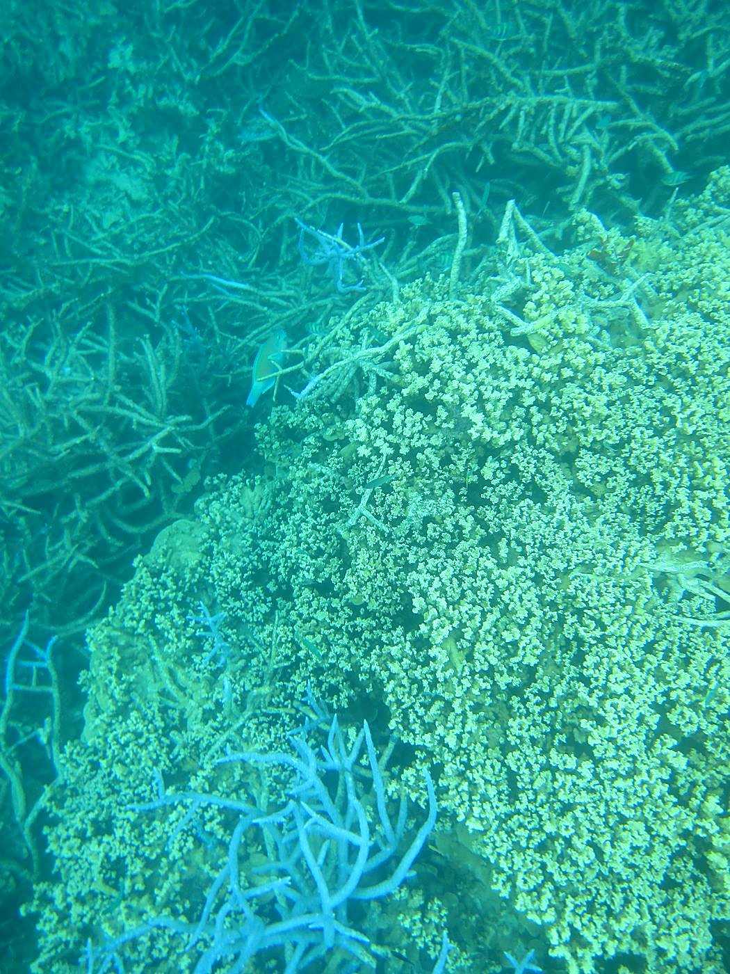 Reef Top, West Side 8