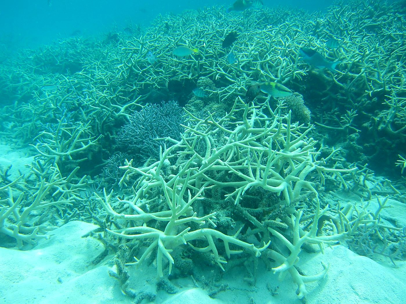 Reef Top, West Side 10