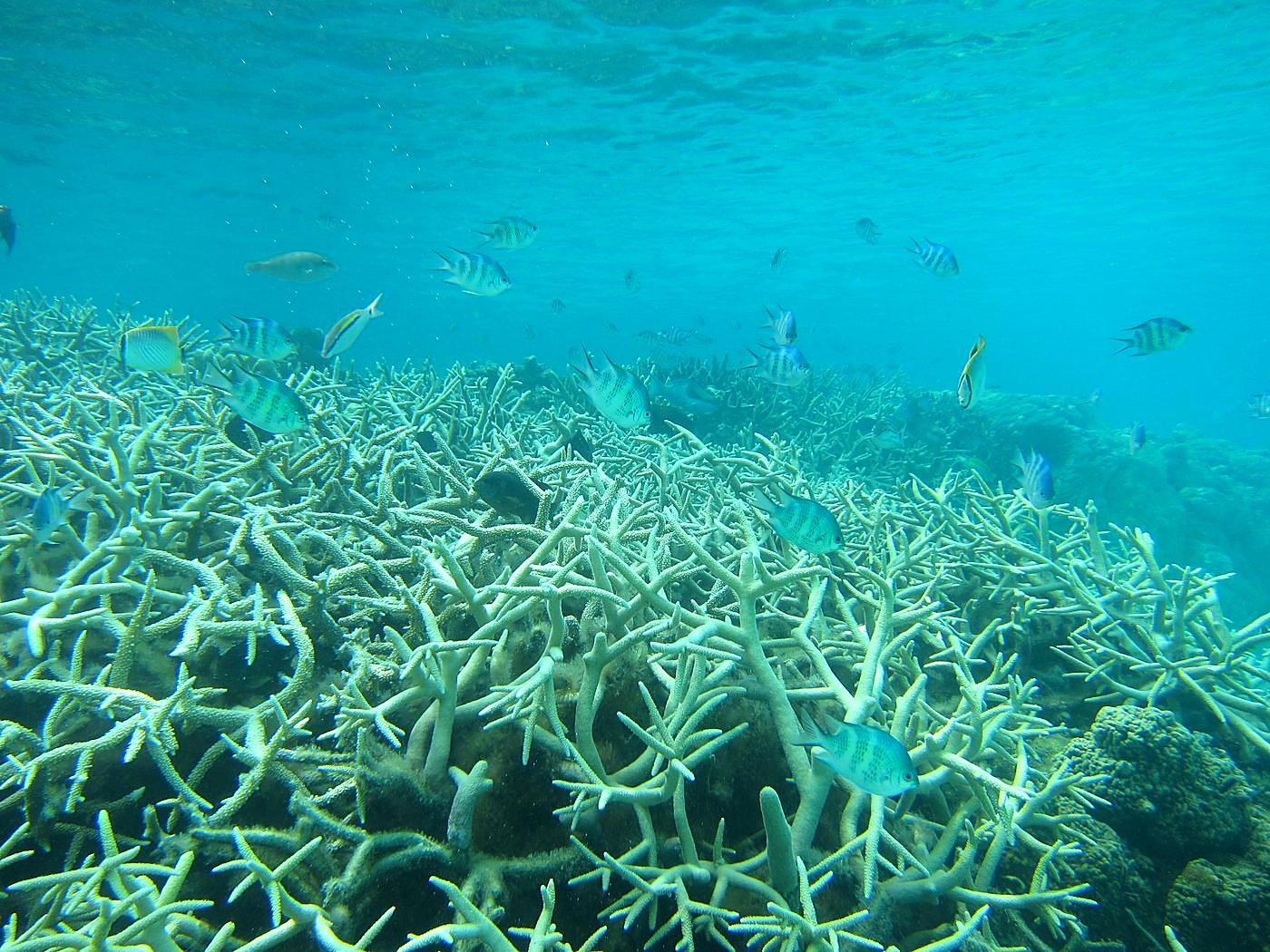 Reef Top, West Side 11