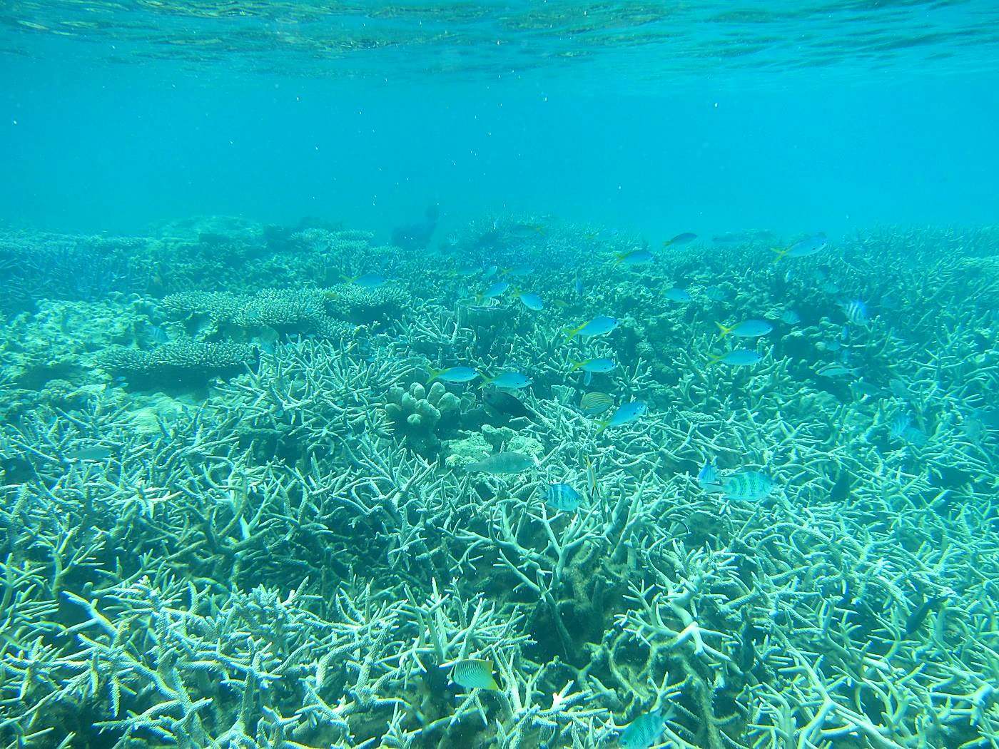 Reef Top, West Side 12