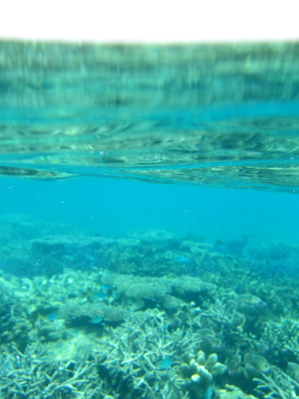 Reef Top, West Side 13