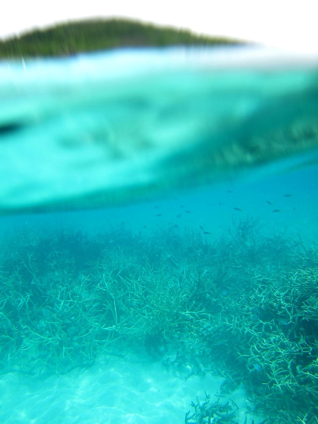 Reef Top, West Side 14