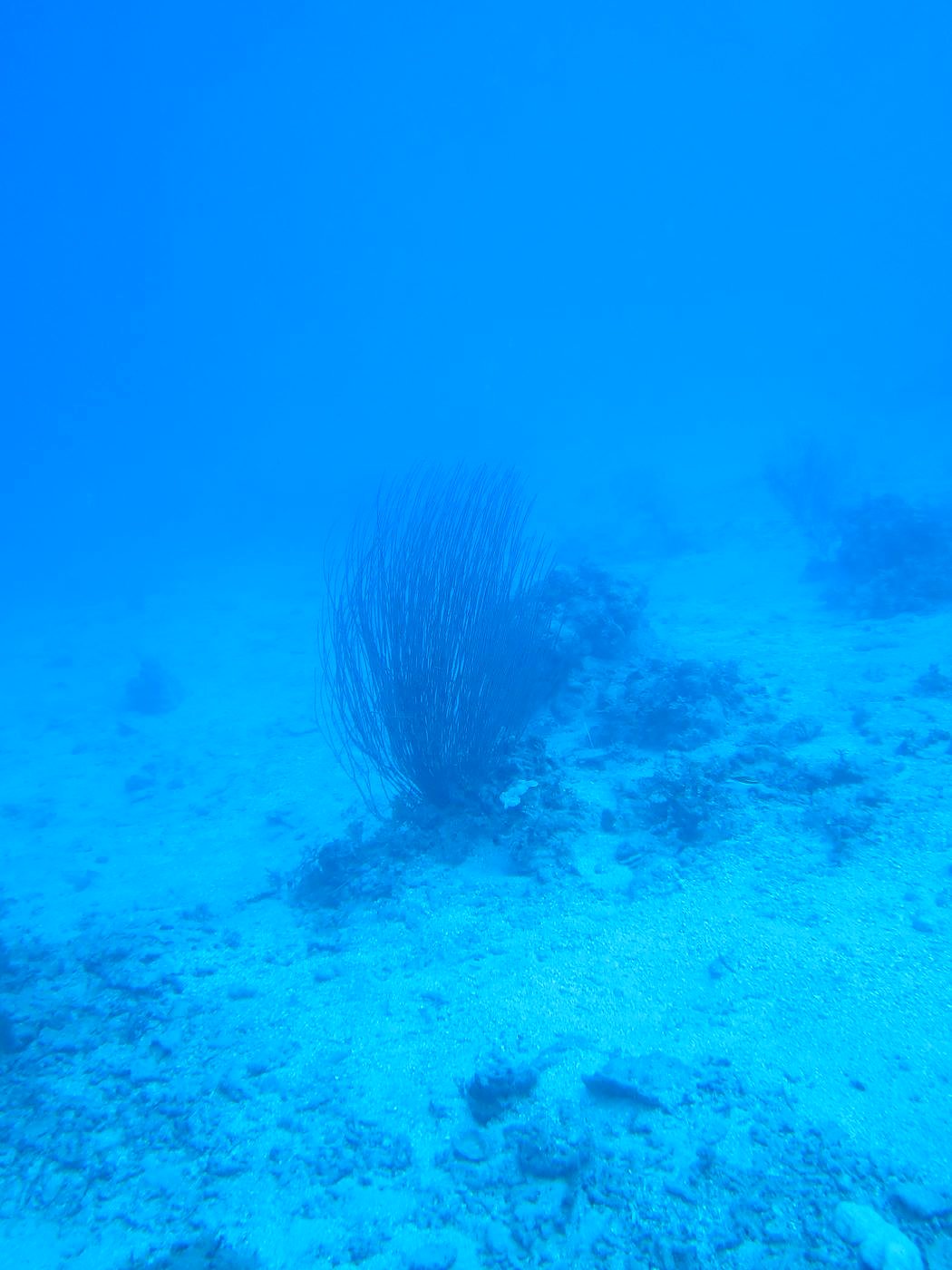Reef Top, West Side 15