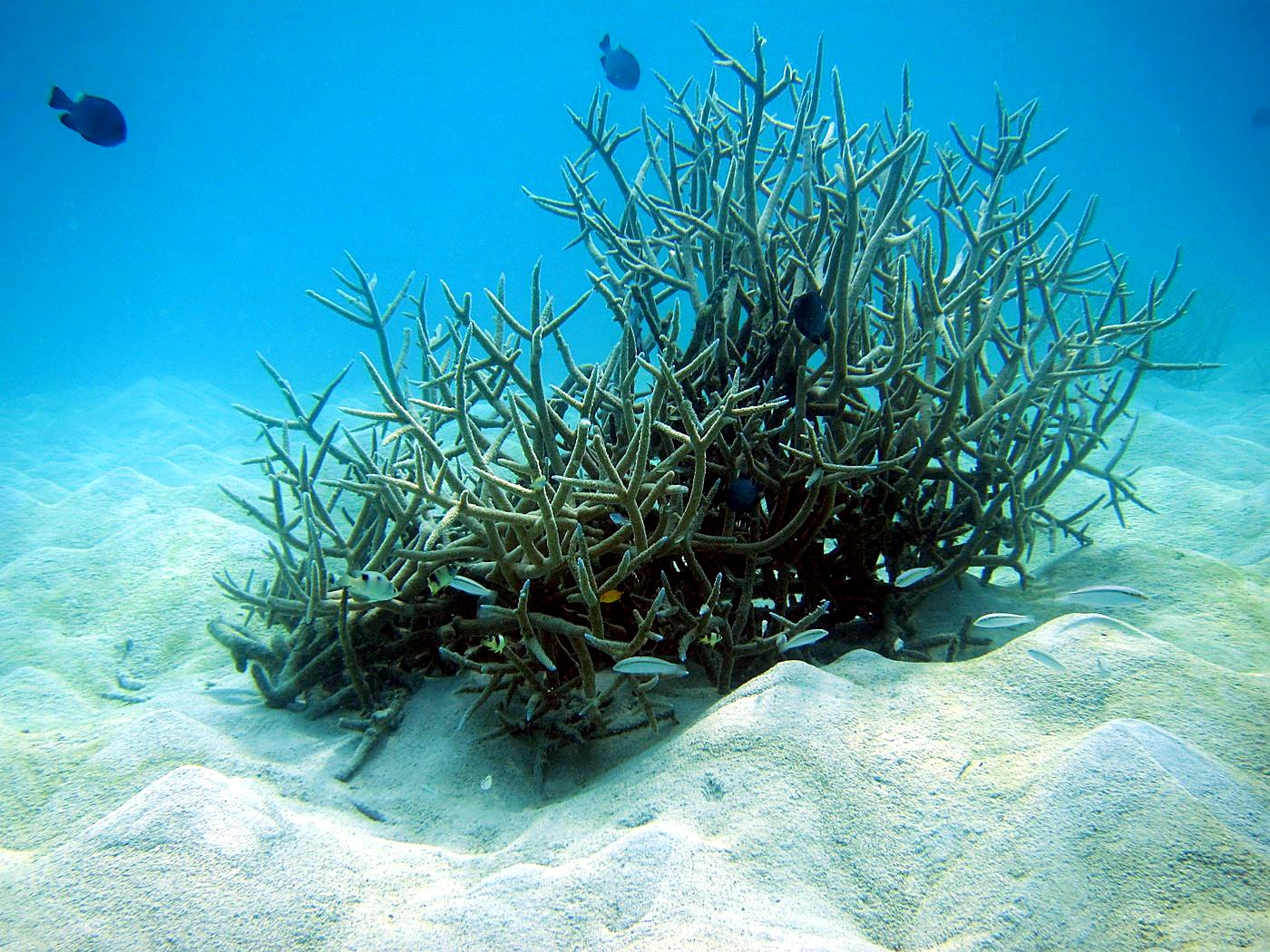 The Sand Flats 8