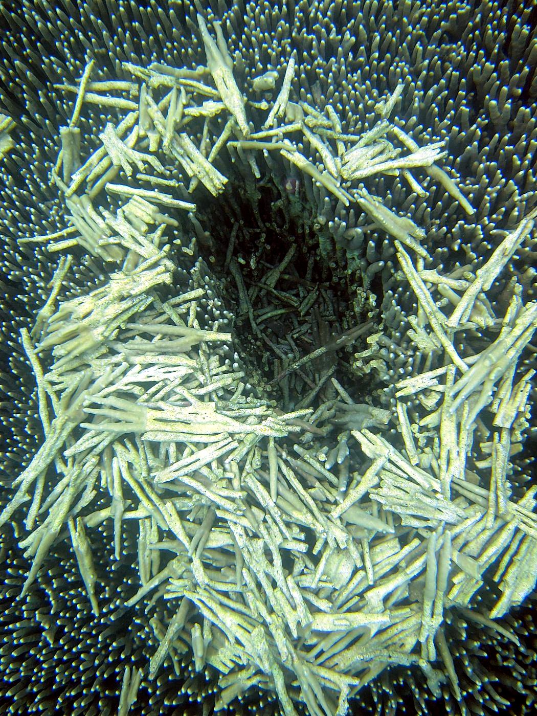The Shallow Lagoon 2