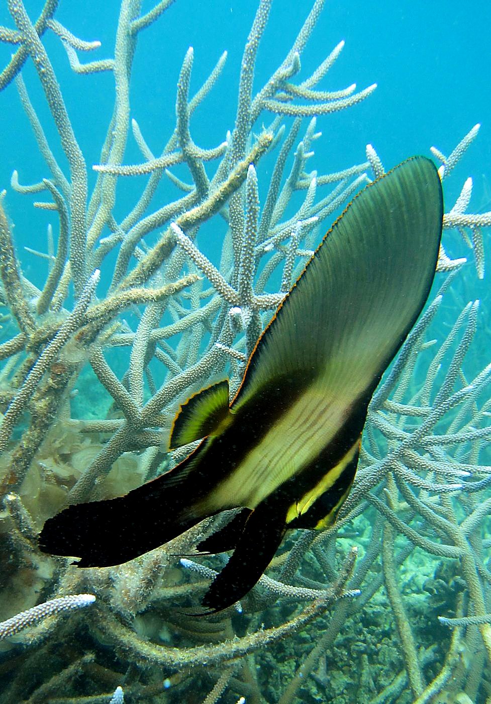 The Shallow Lagoon 4