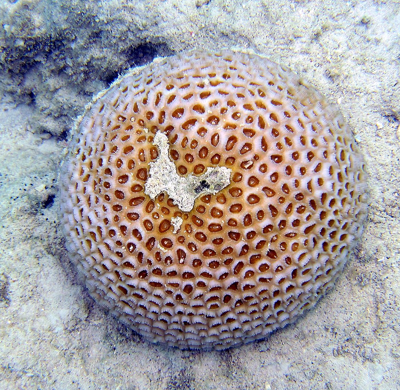 The Shallow Lagoon 7
