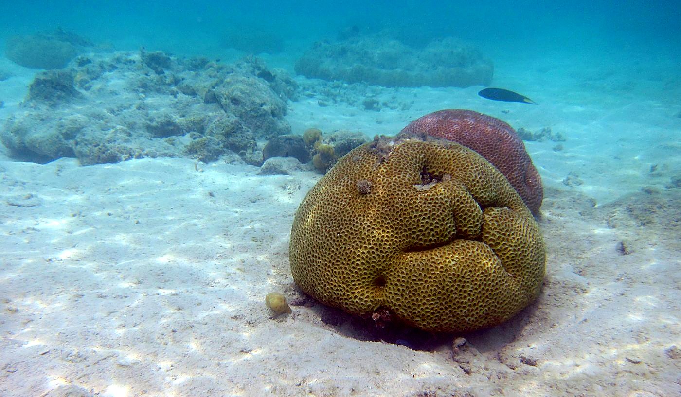 The Shallow Lagoon 8