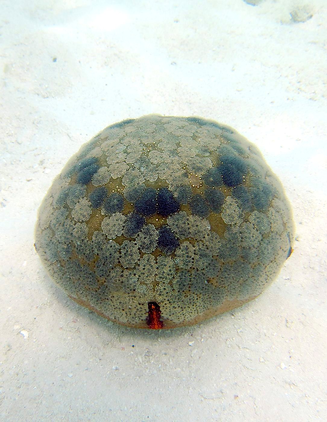The Shallow Lagoon 9