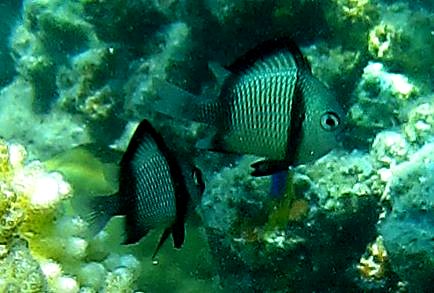 The Shallow Lagoon 10