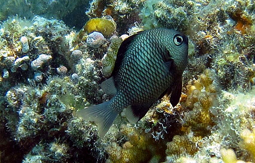 The Shallow Lagoon 11