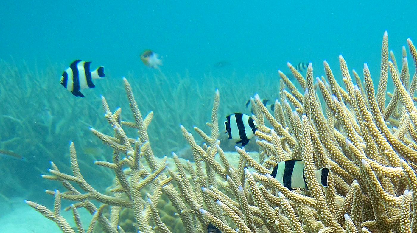 The Shallow Lagoon 12