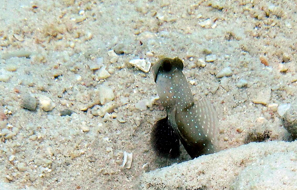 The Shallow Lagoon 15