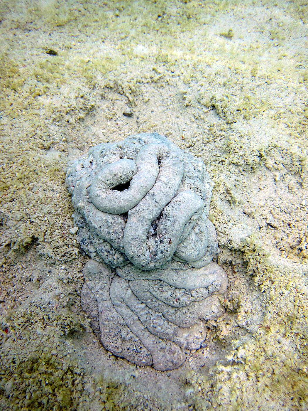 The Shallow Lagoon 17