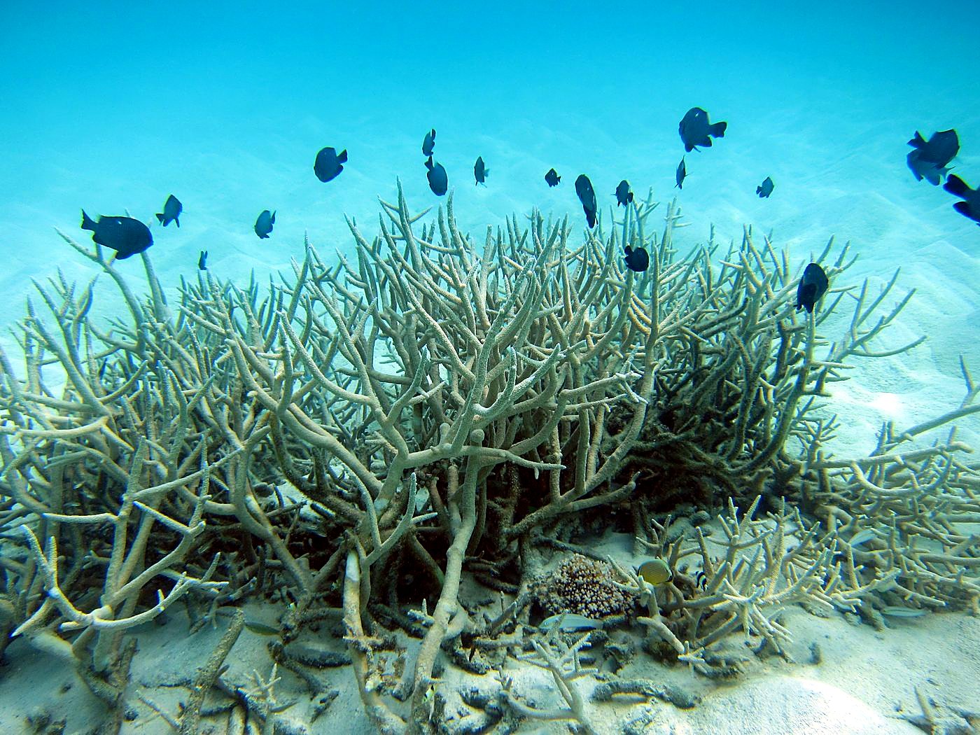 The Shallow Lagoon 19