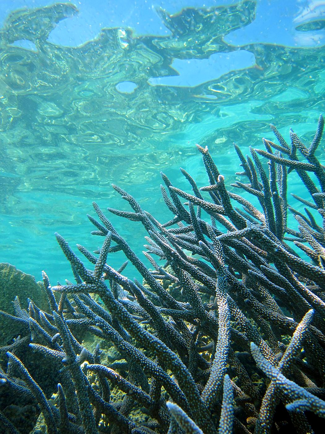 The Shallow Lagoon 20
