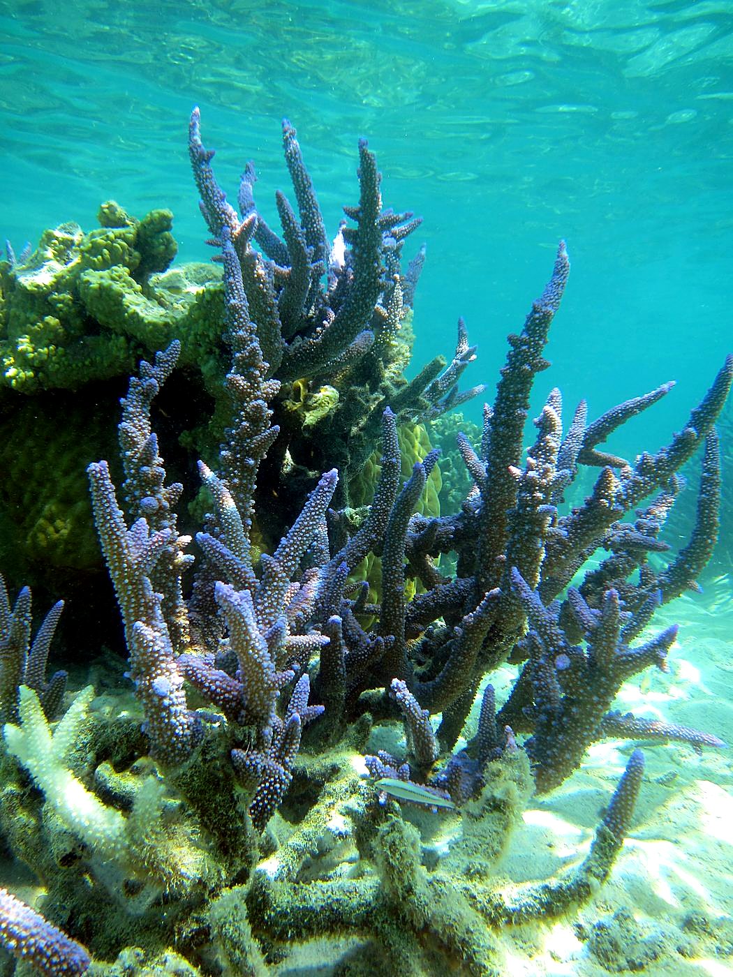 The Shallow Lagoon 21