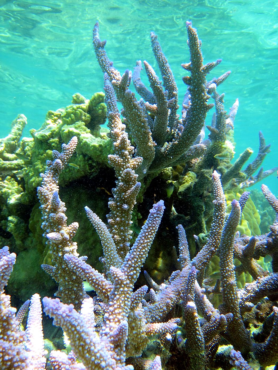 The Shallow Lagoon 22