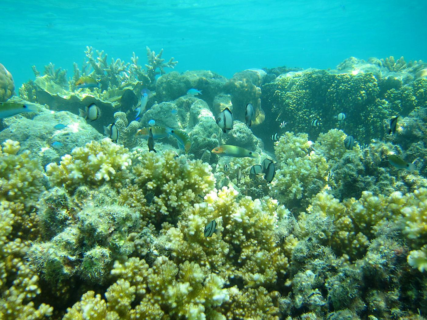 The Shallow Lagoon 23