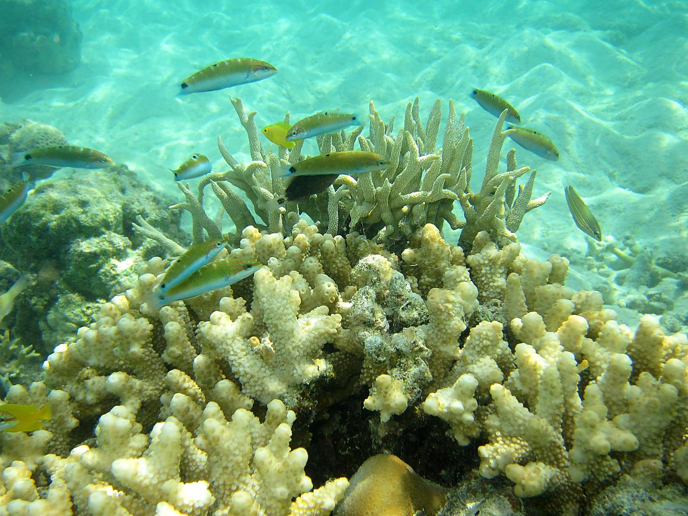 The Shallow Lagoon 24