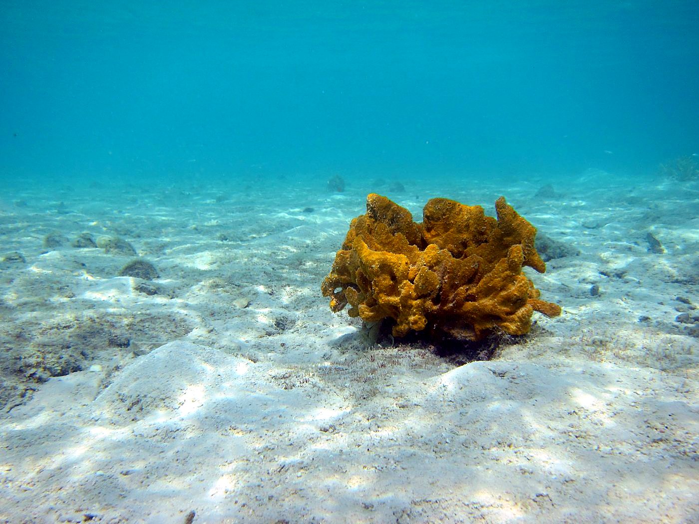 The Shallow Lagoon 26