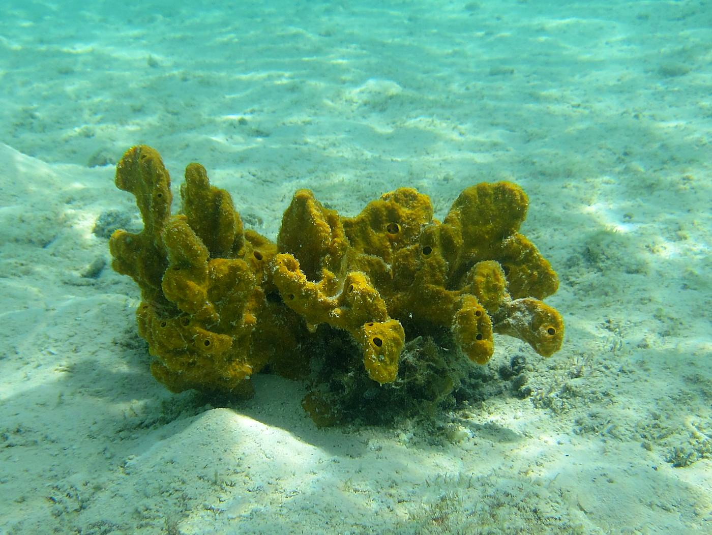 The Shallow Lagoon 27