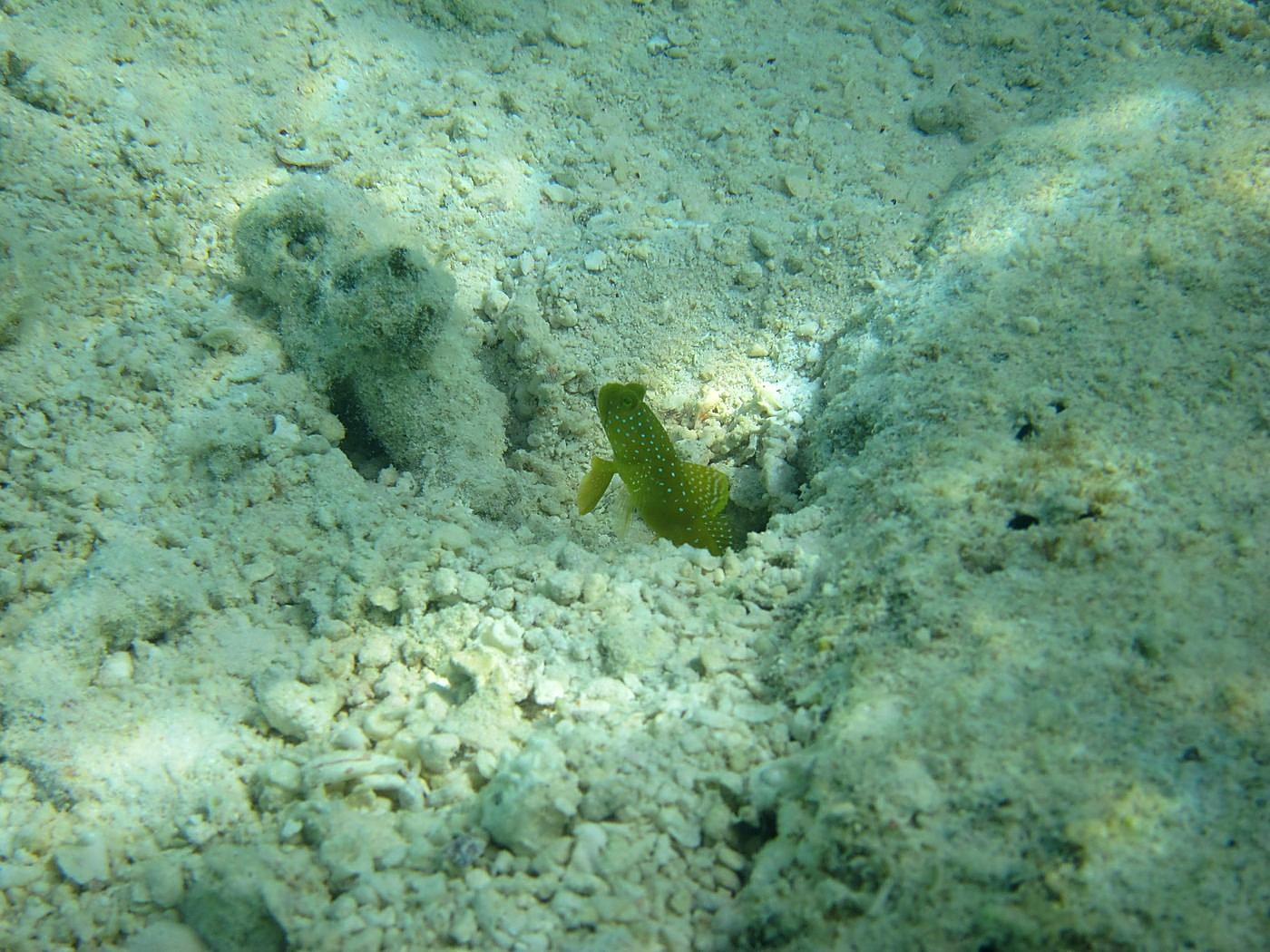 The Shallow Lagoon 30